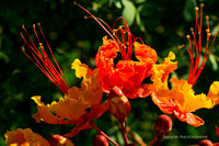 Red Bird of Paradise