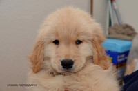 Golden Retriever Puppies